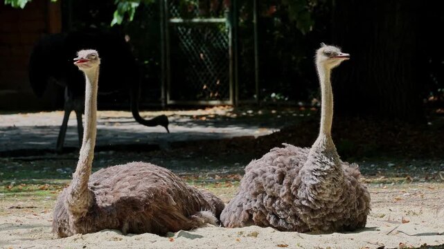 The common ostrich, Struthio camelus, or simply ostrich, is a species of large flightless birds native to Africa. It is one of two extant species of ostriches