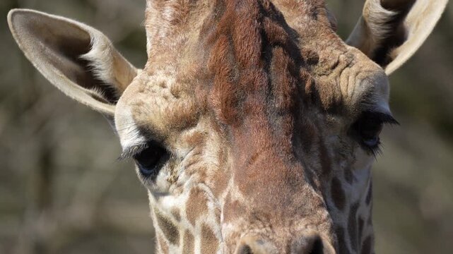 A close-up video of a giraffe's eyes at 60 fps.