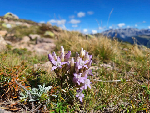 A bush of gentianella ramosa with purple flowers blooms against a backdrop of blue sky and mountain scenery.