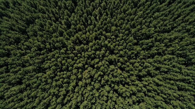 High angle drone shot of a vast dense evergreen pine forest canopy with rich green foliage