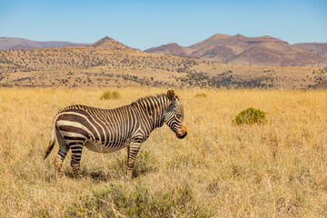 Fototapeta premium Mountain Zebra grazing in grassland in Game Reserve