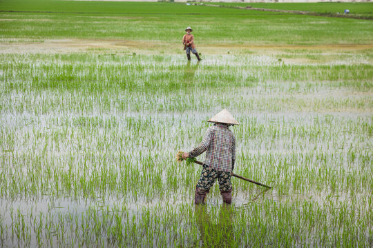 persona trabajando en los campos de arroz