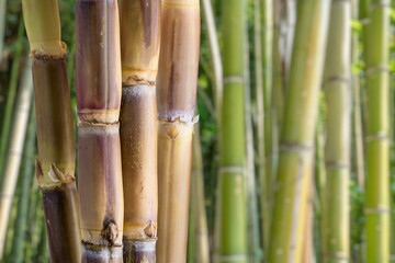 Fototapeta premium Fresh sugar cane stalks on a nature background. Natural sweetener and agricultural product concept.