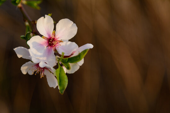 ALMENDROS EN FLOR