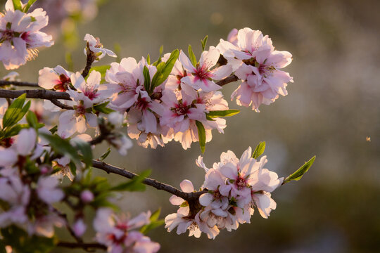 ALMENDROS EN FLOR