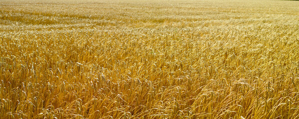 Naklejka premium Landscape, wheat field and growth for crops at farm on horizon, banner or sustainability in summer. Outdoor, rural environment and organic grain with food production, plants or agriculture in China