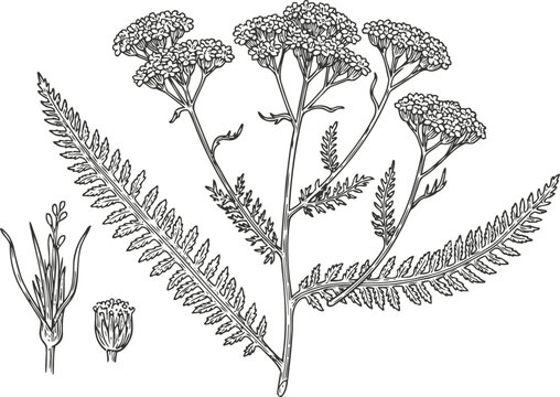 Detailed botanical illustration of yarrow plant with fern like leaves and clustered flowers