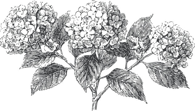 Detailed black and white vintage illustration of hydrangea flowers and leaves botanical drawing