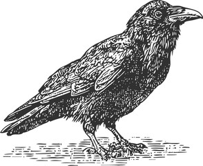 Fototapeta premium Detailed hand drawn black crow standing on ground vintage bird illustration with intricate feather texture and sharp beak