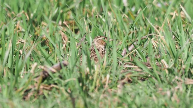Eurasian skylark (Alauda arvensis) hiding in a wheat field in spring