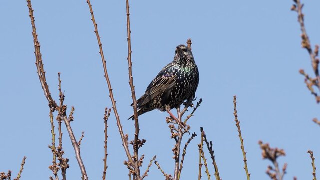 European starling in breeding plumage with white spots and iridescent feathers in early spring