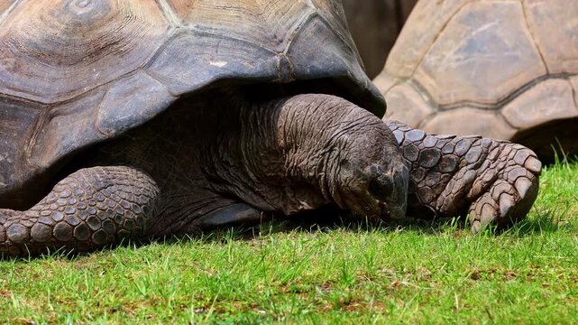 The Aldabra giant tortoise (Aldabrachelys gigantea) on Curieuse island (the site of a successful wild tortoise conservation program) of Praslin island in the Seychelles