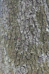 Obraz premium Tree bark texture with green moss and lichen