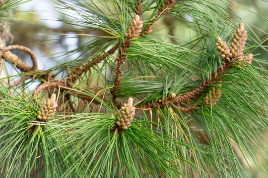Close-up shot of Pinus oocarpa seeds on a coniferous tree branch, pine tree growth season in a coniferous park