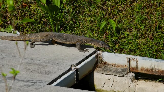 A large Asian Water Monitor lizard with dark, patterned skin and a long tail moves across a concrete walkway next to green grass and a stone wall.