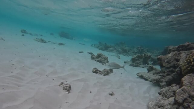 Silver Biddy Fish Swimming Over Sandy Seabed Maldives Underwater Scene