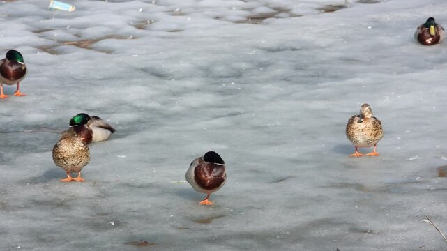 A peaceful view of mallard ducks standing and resting on a partly frozen pond with reeds on the right, shot on a cold, overcast early spring day.