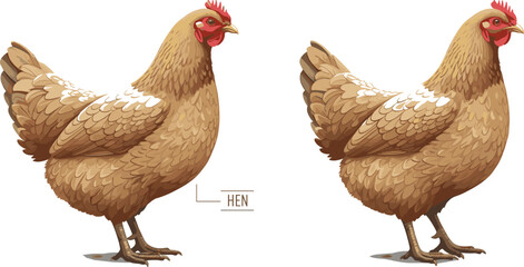 Realistic hen chicken vector illustration with detailed feathers, farm animal design and domestic poultry graphic isolated on background © MdRazaul
