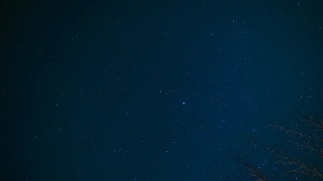 Winter night starry sky and withered tree branches, beautiful natural scenery