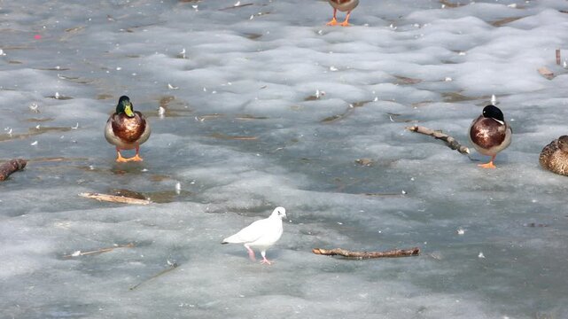 A tranquil winter scene featuring Mallard ducks and a pure white dove harmoniously sharing space on a partially frozen lake, accented with twigs and feathers on the icy surface.