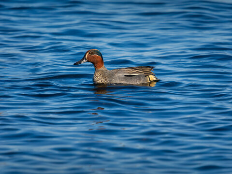 Cerceta com&uacute;n salvaje nadando en el mar azul