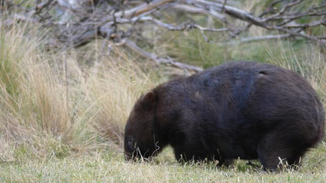 Low mid shot wild fluffy wombat eating grass in late afternoon