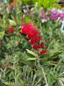 Red bottlebrush, Rince bouteille, Melaleuca viminalis, Myrtaceae
