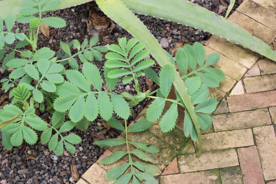 Tall Cape honey flower, Big leaf honey bush, Melianthus major, Francoaceae, Melianthaceae