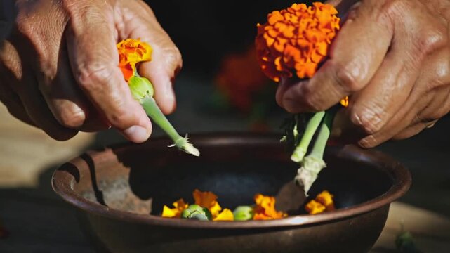 Gentle aged hands patiently preparing bright marigold blooms into a humble bowl under the glowing daytime sun