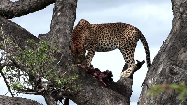 A very large male leopard in the heights of a tree starts to feed on the remains of an antelope he hunted successfully.