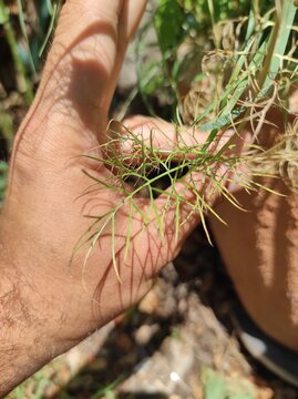 Devil in the bush, Damascus hellebore, Nigella damascena, Ranunculaceae