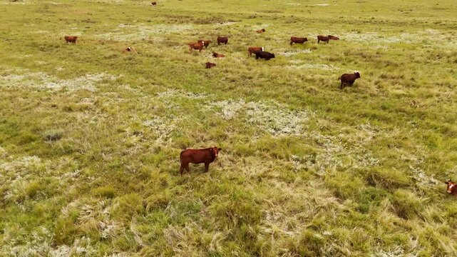 Beef cattle livestock roaming open pasture in South African countryside. Aerial