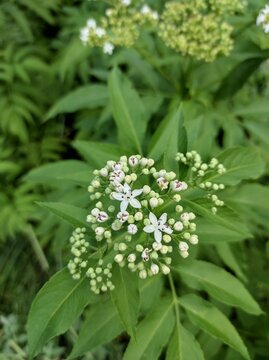 Danewort, Dane weed, Danesblood, European dwarf elder, Walewort, Dwarf elderberry, Elderwort, Blood hilder, Sureau hieble, Sureau yeble, Petit sureau, Sambucus ebulus, Adoxaceae