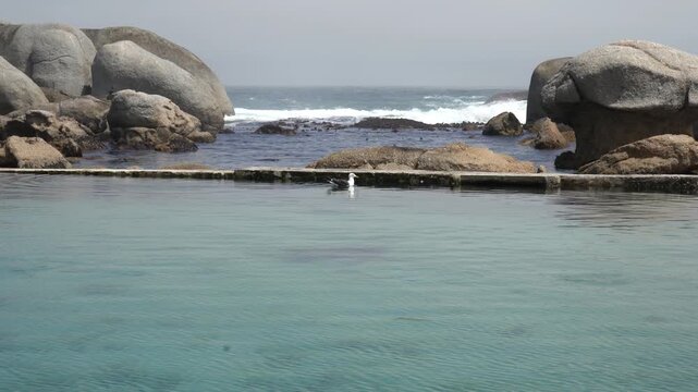 Seagull swimming in the tidal pool by huge beach granite boulders