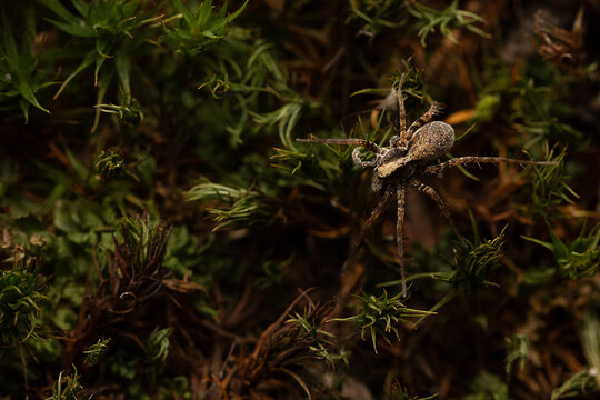 Wolf-spider running on dried leafs. 