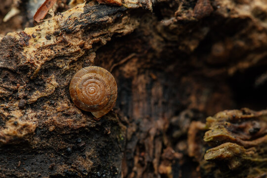 Rotund disc snail on wood. 