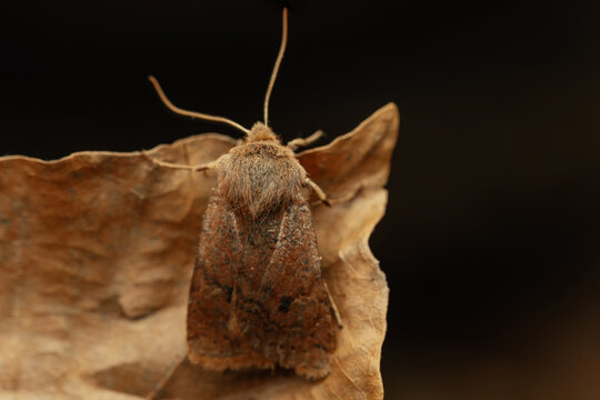 Leucania ursula, the ursula wainscot, is a species of cutworm or dart moth in the family Noctuidae.