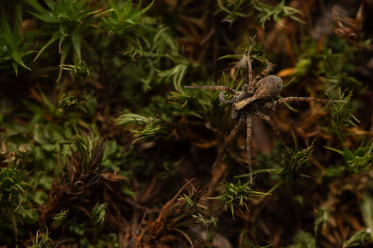 Wolf-spider running on dried leafs. 