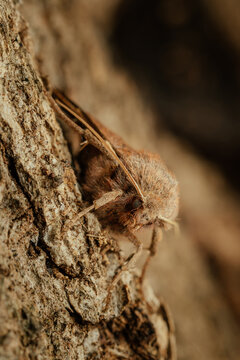 Leucania ursula, the ursula wainscot, is a species of cutworm or dart moth in the family Noctuidae.