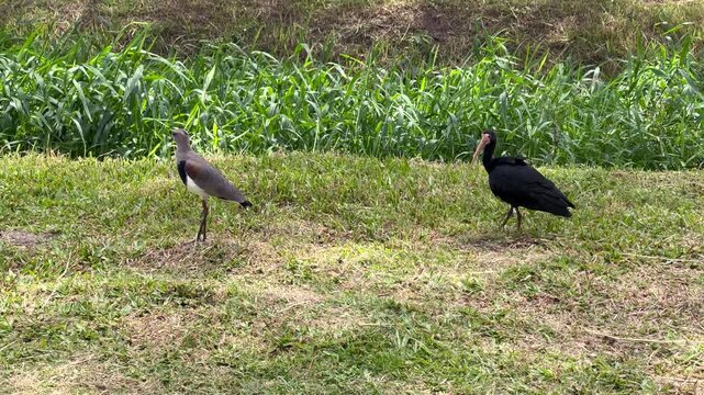 Southern lapwing spreads wings as bare-faced ibis approaches across grassy habitat in a rare wildlife interaction.