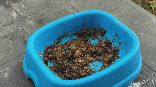 Static slow motion close-up of three wasps collecting food from a blue plastic container with cat food. The insects form small balls of food and fly away carrying them.