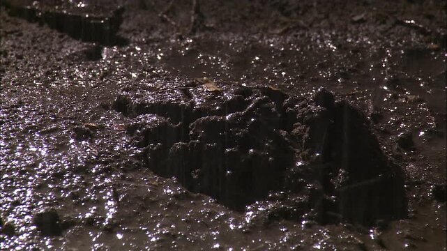 African Bullfrog (Pyxicephalus adspersus) emerging under soil cocoon rainy weather late evening