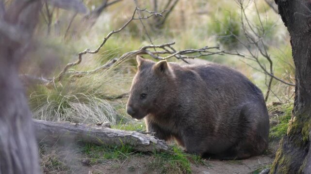 Wild wombat fluffy fat wombat sitting near burrow and trees late afternoon