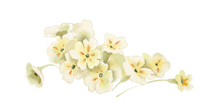Watercolor spring botanical illustration of a primrose bush. Hand painted element for invitation, social media and posters.