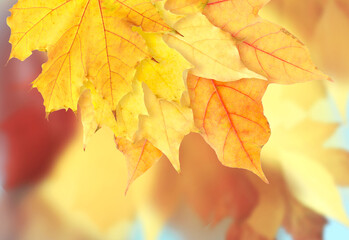 Obraz premium Bright autumn leaves as background. Fall season
