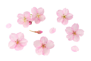 Obraz premium 白い背景の桜の花