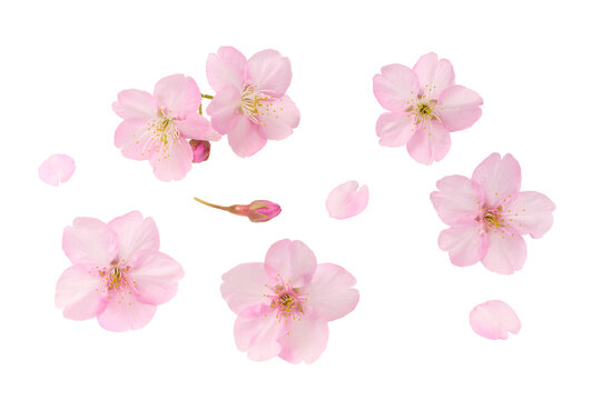 白い背景の桜の花