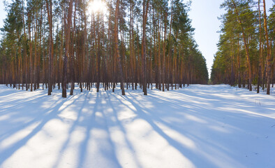 spring forest glade covered by a snow in light of sparkle sun © Yuriy Kulik