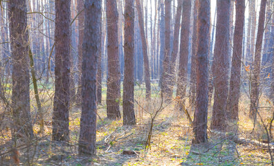 closeup forest glade at the bright spring day © Yuriy Kulik
