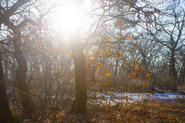 wide spring forest glade in light of sparkle sun, seasonal outdoor forest scene © Yuriy Kulik